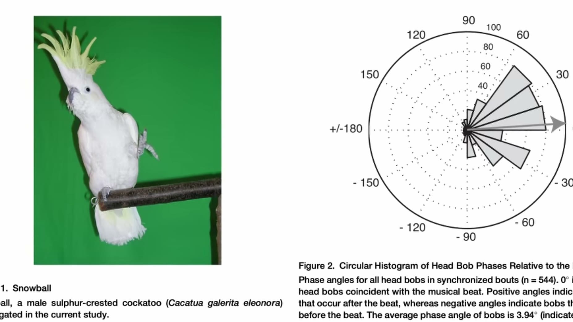 Named study/source [10:17]: A study referenced in the video found the cockatoo Snowball (Cacatua galerita eleonora) had 