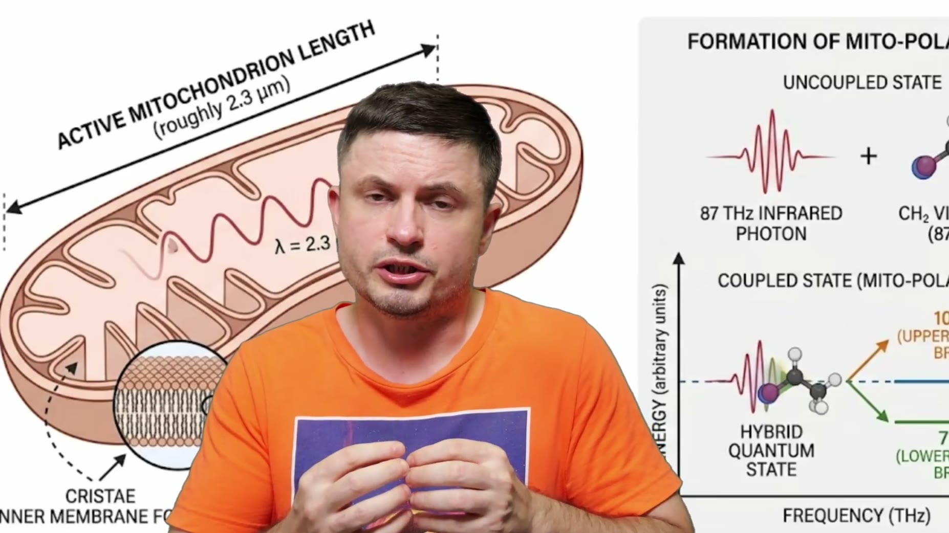 The proposed mitopolariton state splits an 87 THz vibration into two levels, 103 THz and 71 THz.