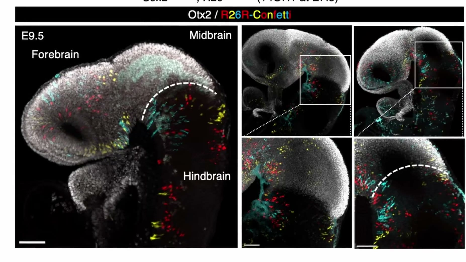 Context: An on-screen label reads 'Forebrain Otx2/R26R-Confetti Midbrain,' referencing a genetic labeling technique (Con